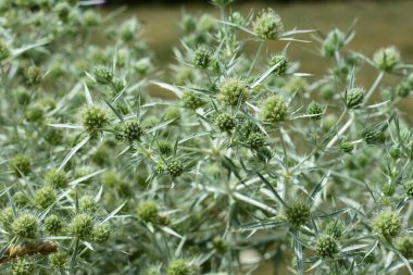 Eryngium kampı - alan eryngo bitkisi
