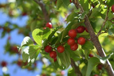 Bir dalda Cornus mas veya Cornelian kiraz üzümleri