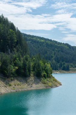 Zaovine Gölü kıyısındaki çam ağacı ormanı