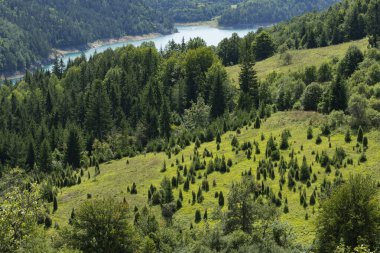 Yeni ekilmiş çam ağacı ormanları bir dağ yamacında