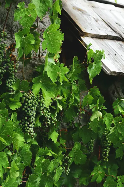 Yeşil üzüm asma üzerinde kapat
