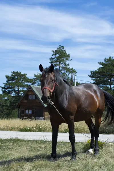 Çam ağaçlarındaki ahşap bir evin önündeki kahverengi at.