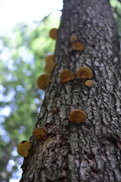 Uzun bir ağaç kabuğunda yabani mantarlar