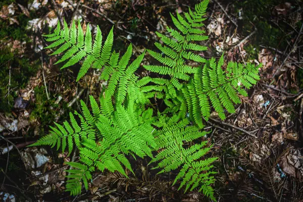Orman zemininde radyal eğreltiotu yaprakları