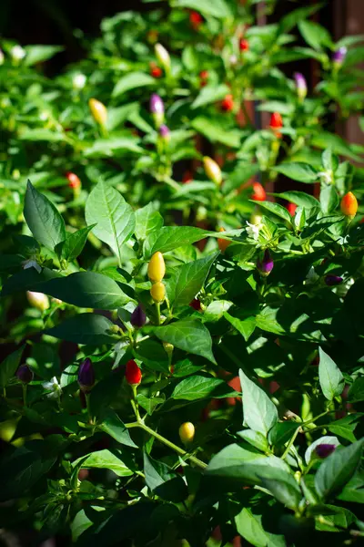 Bolivya gökkuşağı kırmızısı çok renkli biber
