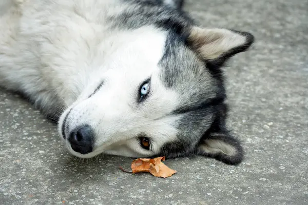 Sibirya kabuğunun farklı gözlere sahip yakın portresi.