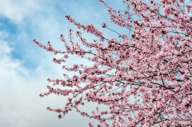 İlkbaharda güzel kiraz çiçekleri