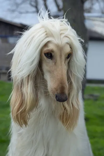 Utangaç bir Afgan tazısının yakın plan portresi.