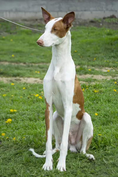 İbizan av köpeği dışarıda oturmuş portre yapıyor.