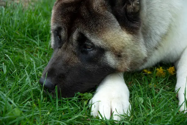 Amerikalı akita çimenlerin üzerinde yatıyor. Yakın plan portresi.