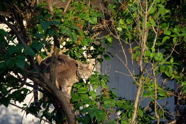 Ağaçtaki kızgın kedi