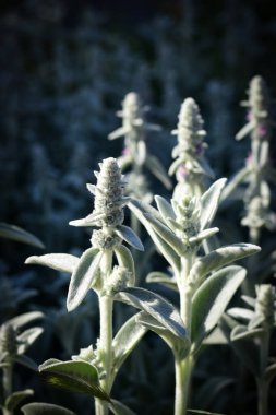 Kuzu kulağı (stachys byzantina veya yünlü hedgenettle) bitkiyi kapat