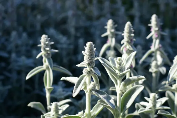 Kuzunun kulakları (yünlü hedgenettle) fabrikayı kapat