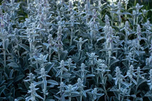 Kuzu kulağı - stachys byzantina ya da yün çittle alanı