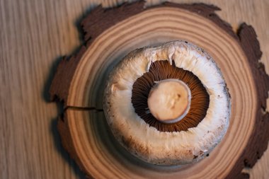 Ağaç diliminde yaygın mantar.