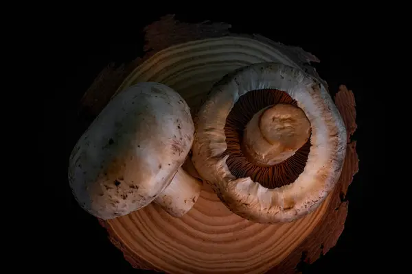 İki mantar karamsar yemek fotoğrafçılığı