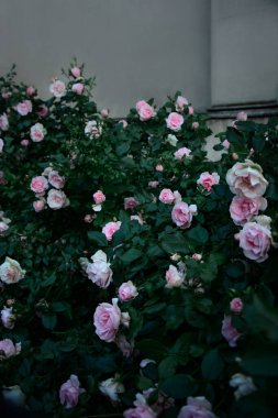 Bahçedeki yemyeşil romantik güller