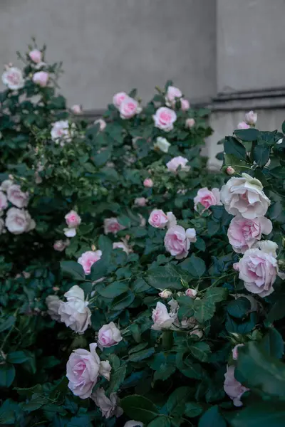 Çalılıklarda yumuşak pembe güller