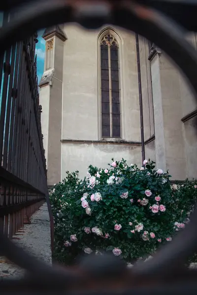 Sırbistan 'ın Vrsac kentindeki St. Gerhard katedralinin çitlerinden geçen güller