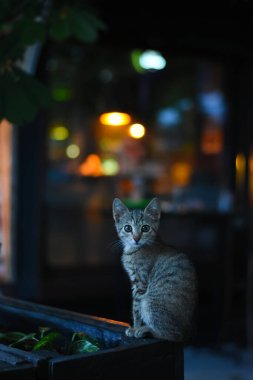 Geceleri bir kafe barın önünde oturan sevimli küçük tekir kedi yavrusu.