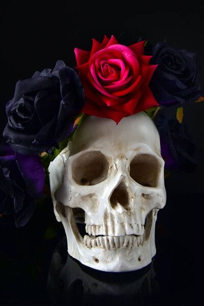 Human skull with dark roses flower wreath on black background