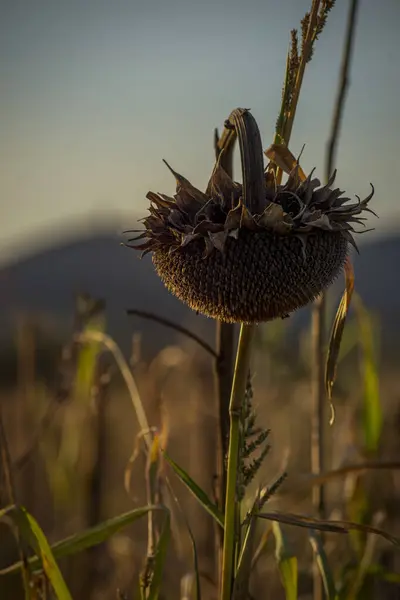 Dried sunflower with its head down, nature in the autumn, sunset scene