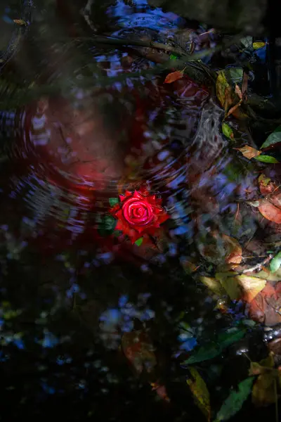 Ormandaki kırmızı gül. Karanlık ve kanlı su dalgalanır.