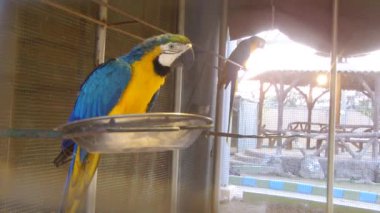 Güzel bir papağan yemek videosu yiyor.