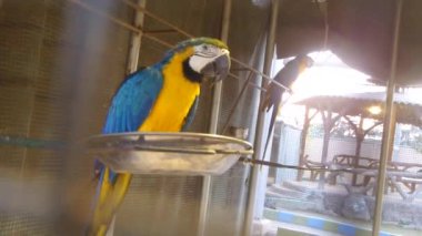 Yemek yiyen bir papağanın güzel manzarası.