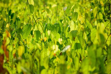 Fresh green leaves of Shorea robusta (Sal) trees in a dense forest, glistening under soft sunlight. A vibrant display of nature and seasonal growth. clipart