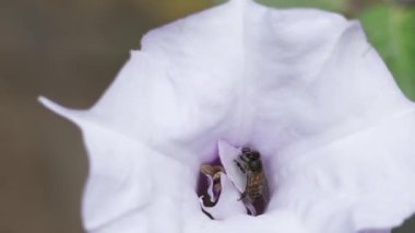 Bal arılarının Datura çiçeğiyle olan etkileşiminin ince ayrıntıları ultra yüksek çözünürlüklü bir şekilde yakalanır ve kürklü vücudunun istemeden polen tanelerini nasıl topladığını ve aktardığını gösterir..