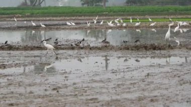 Akbalıkçıllar taze sürülmüş tarlalarda yiyecek arıyorlar, çiftçilik ve vahşi yaşamın doğal döngüsünü vurguluyorlar..