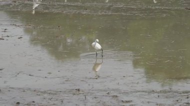 Toprağı sürdükten sonra toprak solucanları ve küçük böceklerle beslenen akbalıkçıl sürüsü ekme mevsimi başlamadan hemen önce..