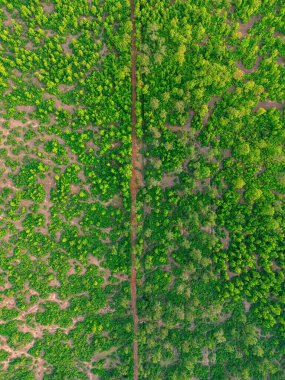 Yoğun bir ormanın nefes kesici drone görüntüsü. Ağaçları kaplayan taze yapraklar. Dar, dolambaçlı, çamurlu bir yol canlı yeşilliğin içinden geçiyor, vahşi doğaya kusursuz bir şekilde karışıyor..