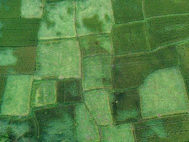 Çeltik tarlalarının canlı hava görüntüsü, güçlü rüzgarlar ve yağmurdan dökülen pirinç bitkilerinin verimli yeşilliğe doku kattığı yer. Doğa ve tarımın mükemmel bir karışımı..