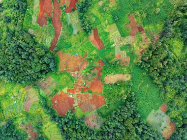 Yeşil ekin katmanları ve yeni sürülmüş topraklar engebeli araziye karşı çarpıcı bir model oluşturduğu tepelerdeki teraslı çiftçiliğin hava perspektifi.