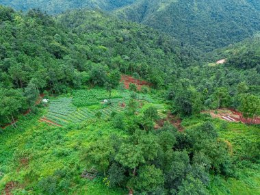 Aerial view of terraced hill farming, where vibrant green crops blend with freshly ploughed lands, showcasing the harmonious balance of nature and cultivation. clipart