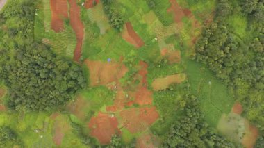 Dağ teraslarının sinematik hava manzarası, verimli yeşil ağaçlar arasında çiftçiliğin geliştiği, doğa ve tarımın mükemmel bir karışımını oluşturduğu yer..