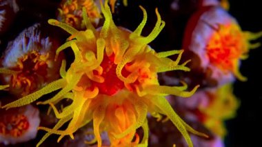 Canlı Sarı ve Turuncu Mercan Polyp Karanlık Su Ayarı 'nda Yakın plan