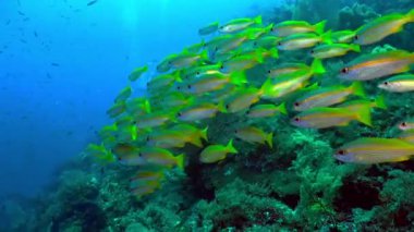 Canlı Sarı Kuyruklu Kapan Okul Mercan Resifi 'nin Üzerinde Yüzüyor