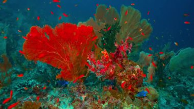 Kızıl Deniz Hayranları ve Portakal Balığı ile Canlı Mercan Resifi Ekosistemi