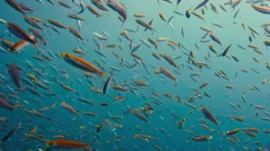 Canlı bir gümüş ve turuncu balık sürüsü berrak mavi bir okyanusta yüzer..