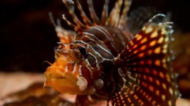 Sucul Çevresindeki Kırmızı ve Kahverengi Aslan Balığının Yakın Çekim Portresi