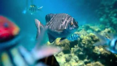 Bulanık Balık ve Mercan Resifli Su altı Sahnesi