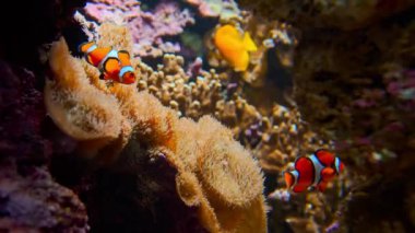 Ocellaris Palyaço Balığı Vibrant Mercan Resifi Yaşam Alanında