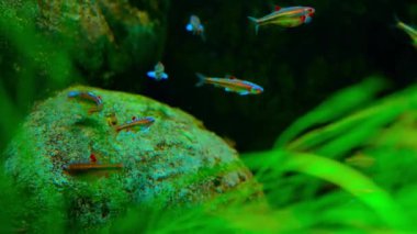 Harlequin Rasboras yemyeşil bir akvaryumda yüzüyor..