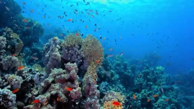Berrak Mavi Su 'da Yüzen Farklı Balık Türleriyle Canlı Mercan Resifi Ekosistemi