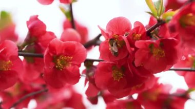 Canlı Kırmızı Ayva Çiçekleri Arasında Bir Balarısı Arıyor