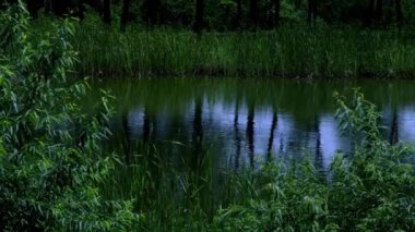 Serene Pond Lush Green Waterside Bitkisine Yansıtılıyor