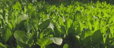 yemyeşil ıspanak bitkileri gün ışığında ışıldıyor